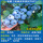 中苗精品蓝莓莱克西50-60cm果大