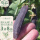紫荚甜脆豌豆种子 100g