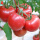 大粉番茄苗12棵 传统大番茄