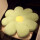 绿色黄芯-八瓣花