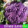 紫花菜种子【原装4包】 约400粒