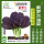 紫罗兰油菜