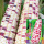 紫玉糯839玉米种子100g/袋