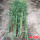 四季竹1.5厘米粗度5棵