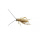 针头白蟋蟀0.5-0.8cm 3000只