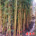 黄金竹1.5厘米粗度5棵