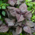 紫苏苗5棵
