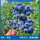 【中苗】精品蓝莓莱克西50-60cm（果大 高产