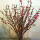 红梅带花苞10枝80厘米高 0cm