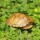 8-10厘米黄色宠物龟