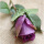 深紫色含苞玫瑰10支