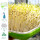 绿豆芽苗菜种子套餐/含1斤种子