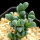 鹿角海棠3-4cm