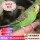 绿色虎皮鹦鹉1只（公母可备注）