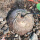 南非龟甲龙1.5-2Cm左右