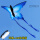 蓝蝴蝶风筝+100米线板