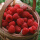 树莓 澳洲红双季 当年结果
