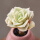 可爱玫瑰3-5厘米(5颗)