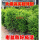 九年精品塔型90厘米母树一棵