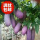 紫果1年苗6颗