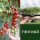 千禧番茄 秧苗6棵