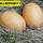 褐色鸡蛋20个(实心木质)