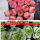大帕粉玫瑰【2-3厘米】12颗不含盆