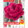 扭扭棒巨型花束玫红玫瑰花材料