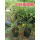 小叶紫檀15-20厘米、2棵