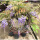 紫藤1棵5米(包开花)