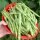 红花四季豆种子约20粒原装