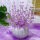 多彩幸福花-粉紫+1个南瓜花瓶