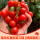 矮生红番茄苗12棵