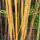 黄金竹苗1.6米高10棵