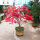 中国红枫树苗(粗约2.5cm)