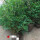 凤尾竹一丛50棵60-70厘米高