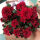 款：中国红荷兰菊