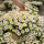 白晶菊300粒+盆土肥料