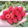 红树莓6盒*125克