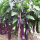紫长茄苗 5棵