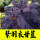 紫羽衣甘蓝种子3000粒/3包+肥【