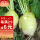 光头芥菜疙瘩种子 250g