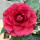 9.红叶贝拉（4年苗）（当年开花）+肥料