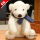 软萌北极熊（蓝围巾款）  35cm