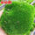 朵朵苔藓孢子粉61.9克