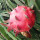 红水晶火龙果(2棵 当年结果)