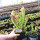 天鹅瓶子草(叶长8-10厘米)