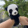 ' 熊猫手环