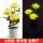 黄玫瑰灯 3朵花