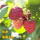 树莓【哈瑞太兹双季】5年苗当年